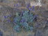 Lavender Lavendula Phenomenal 