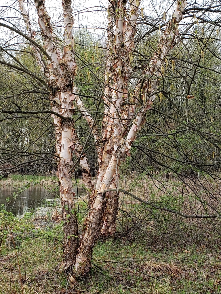 Birch &