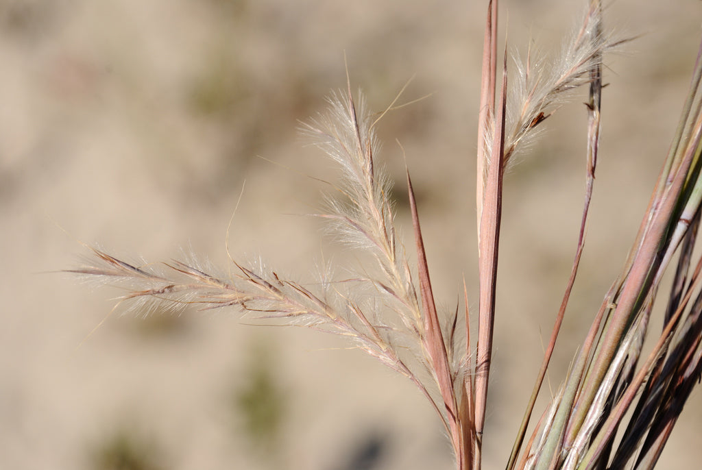 Schizachyrium Little Bluestem Standing Ovation 