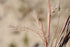 Schizachyrium Little Bluestem Standing Ovation 