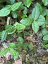 Euonymus &