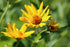 Burning Hearts Heliopsis 