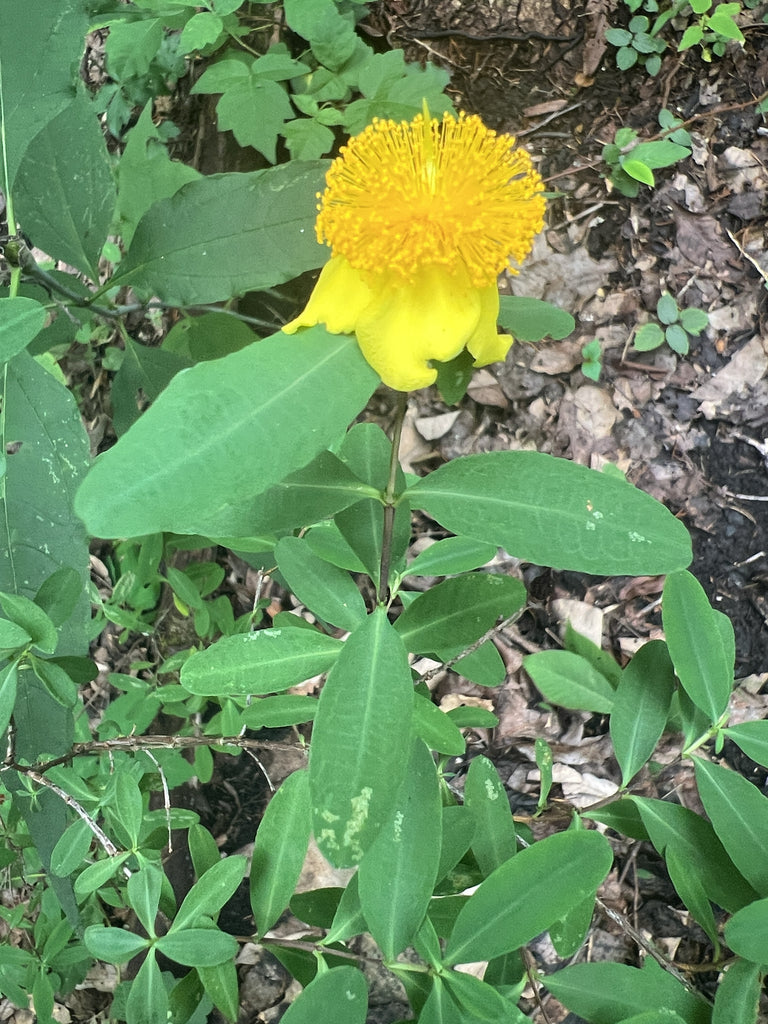 Hypericum &