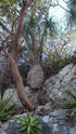 6in Ponytail Palm Divided plant photo