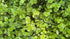 Ground Cover Flat of 36 plant photo