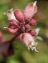 Huechera Pistachio Ambrosia 1 gal PW plant photo