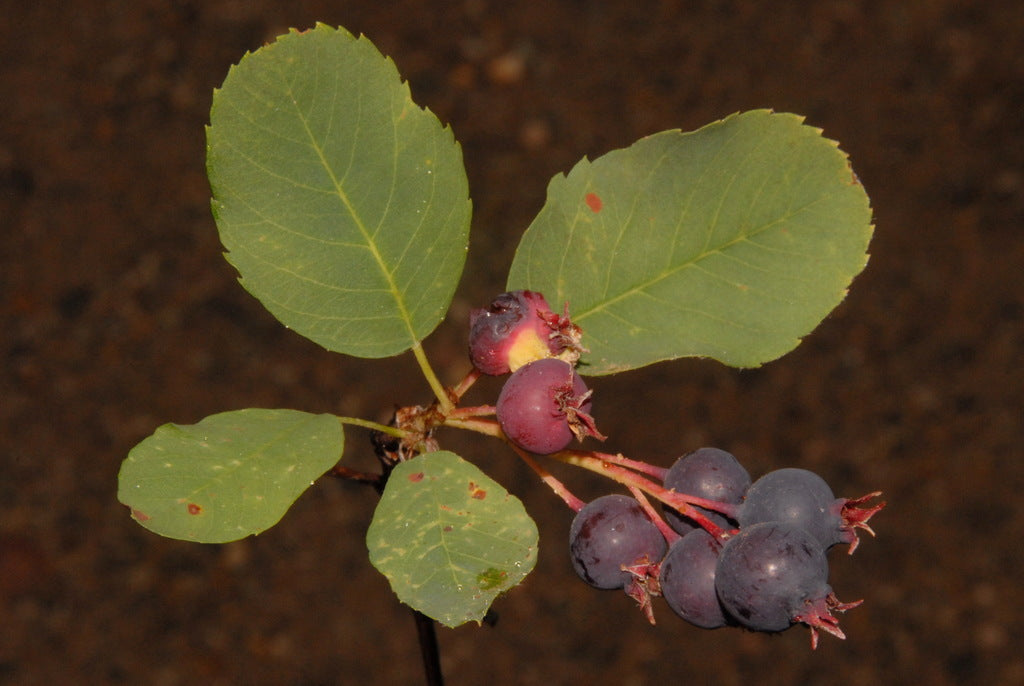 Serviceberry &