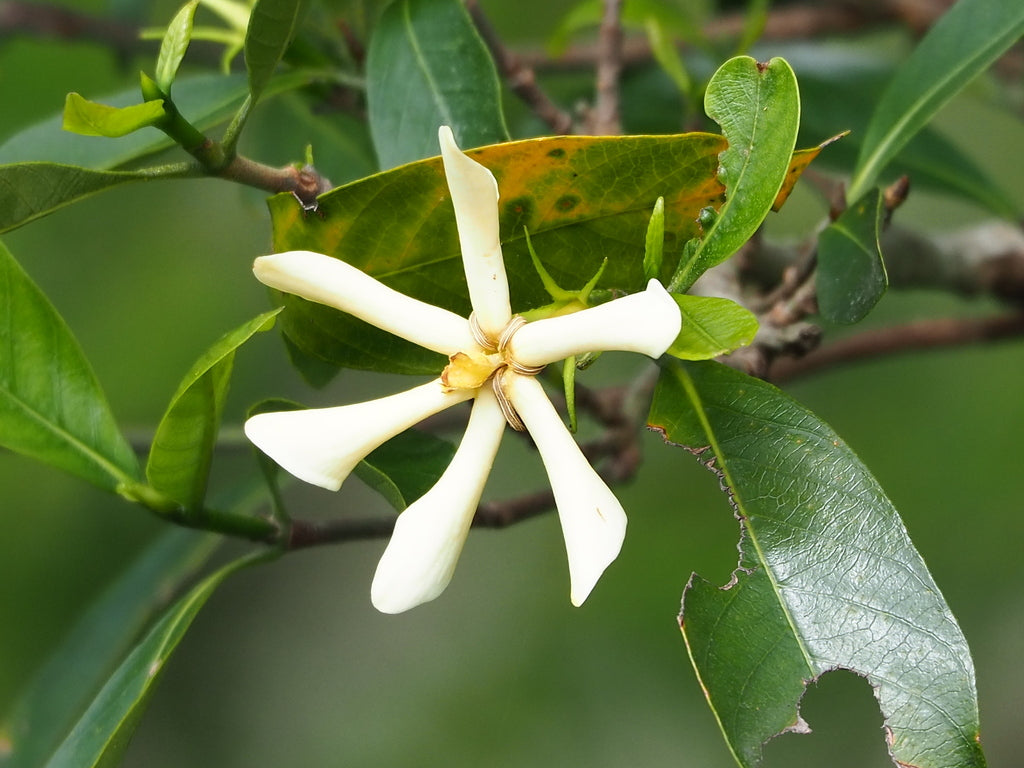 6" Gardenia Veitchii Bush plant photo