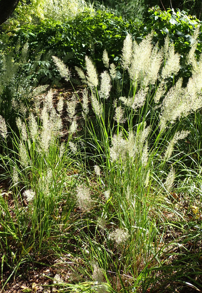 Lightning Strike Grass 