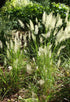 Lightning Strike Grass 
