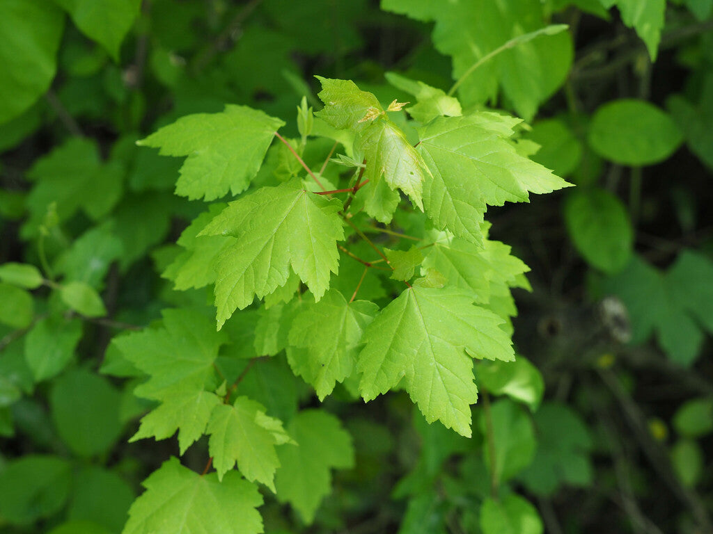 Maple &