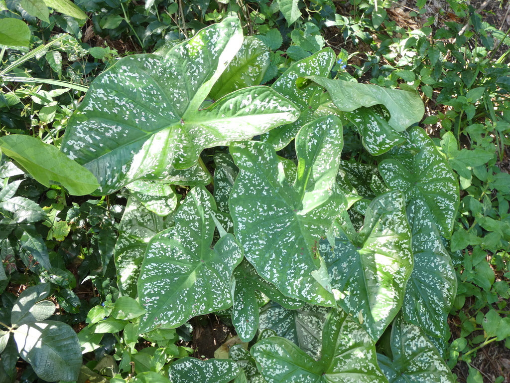4.5" Caladium plant photo