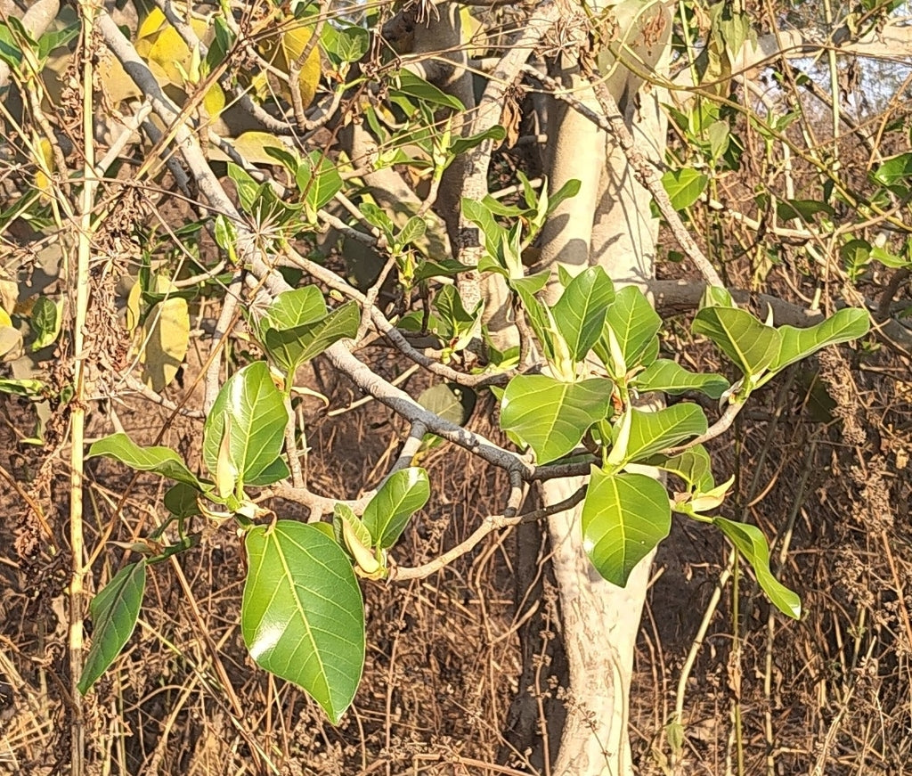 10" Ficus Altissima Yellow Gem Column plant photo