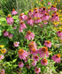 1 pint perennial plant photo
