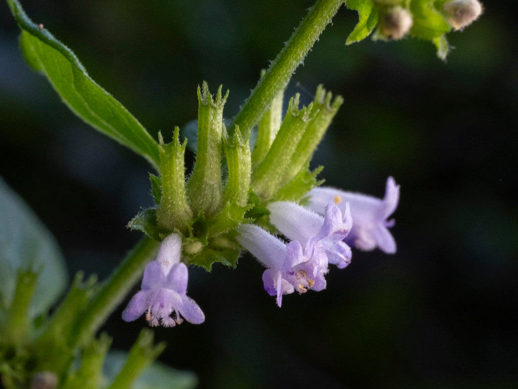 Nepeta Cat&