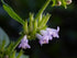 Nepeta Cat&