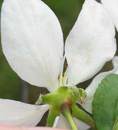Crabapple &