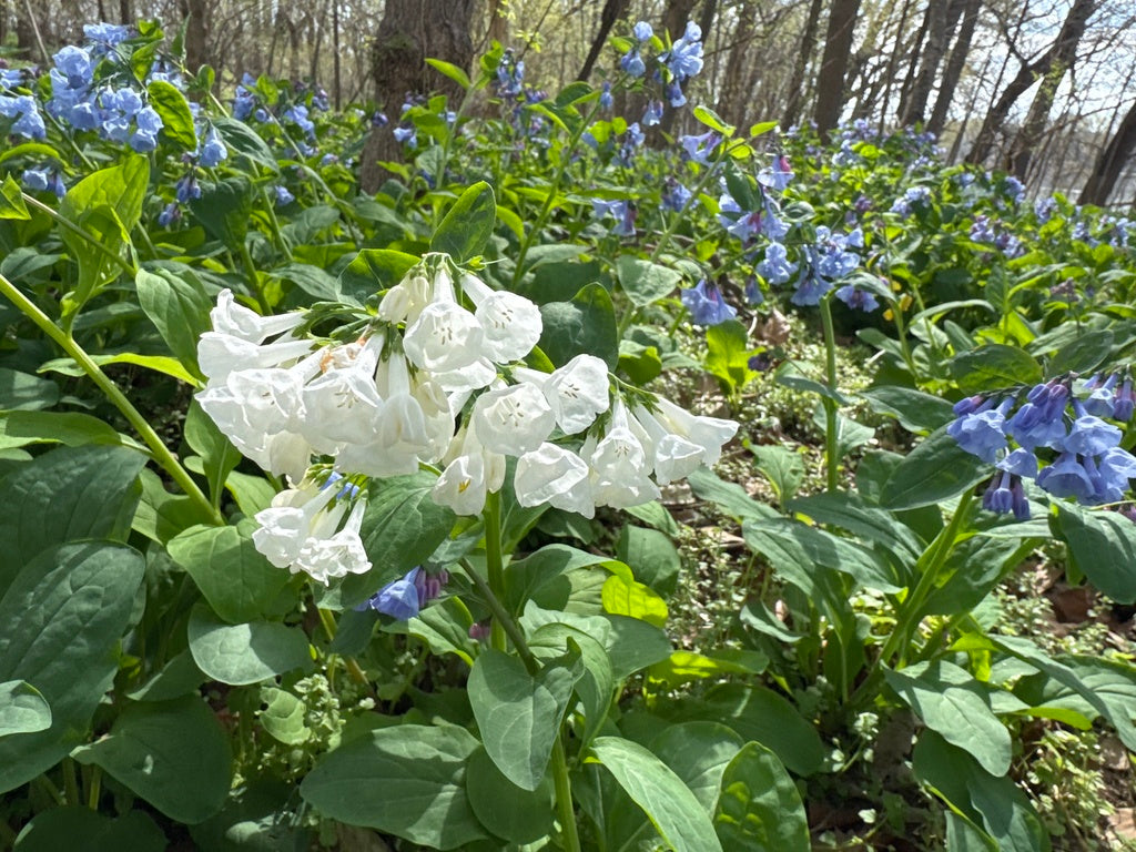 Virginia Bluebells 1qt plant photo