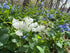 Virginia Bluebells 1qt plant photo