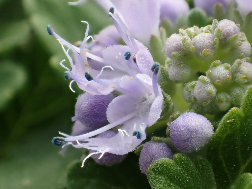 Rolling Ridge Nursery Dark Knight Bluebeard
