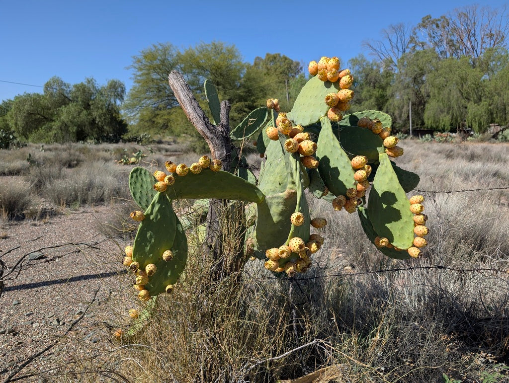 6" Cactus Opuntia Roadkill product photo