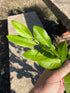 1G Citrus Harvey Lemon plant photo