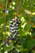 Grape Venus 1 gal plant photo