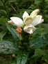 White Turtlehead plant photo