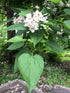 Catalpa &