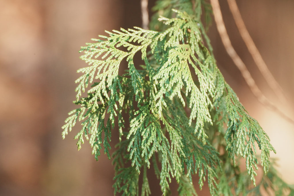 False Cypress &