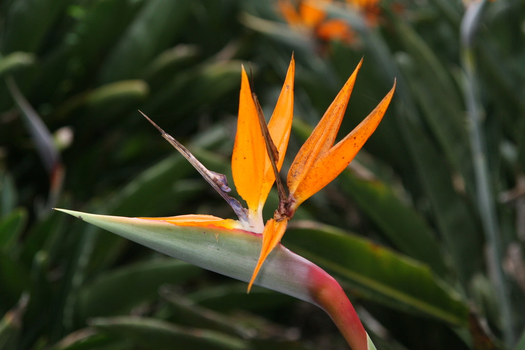 14" Strelitzia Reginae Yellow Bird of Paradise plant photo