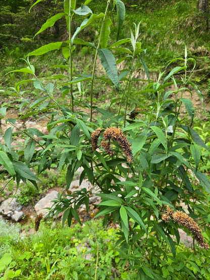 Butterfly Bush &