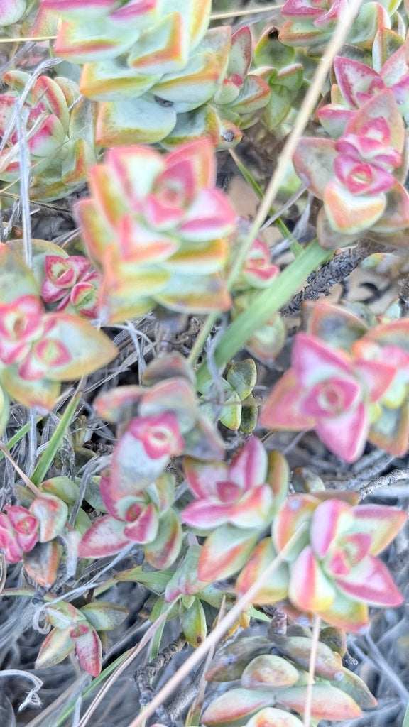 2" Crassula rupestris Springtime plant photo