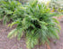 10" Palm Cat plant photo