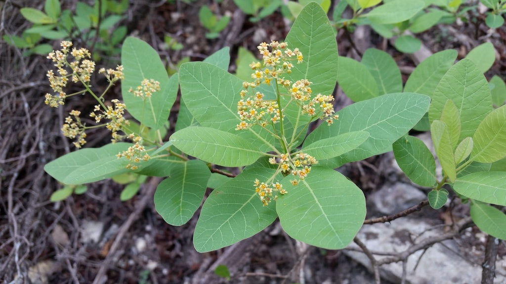 Smoketree &