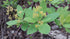 Smoketree &