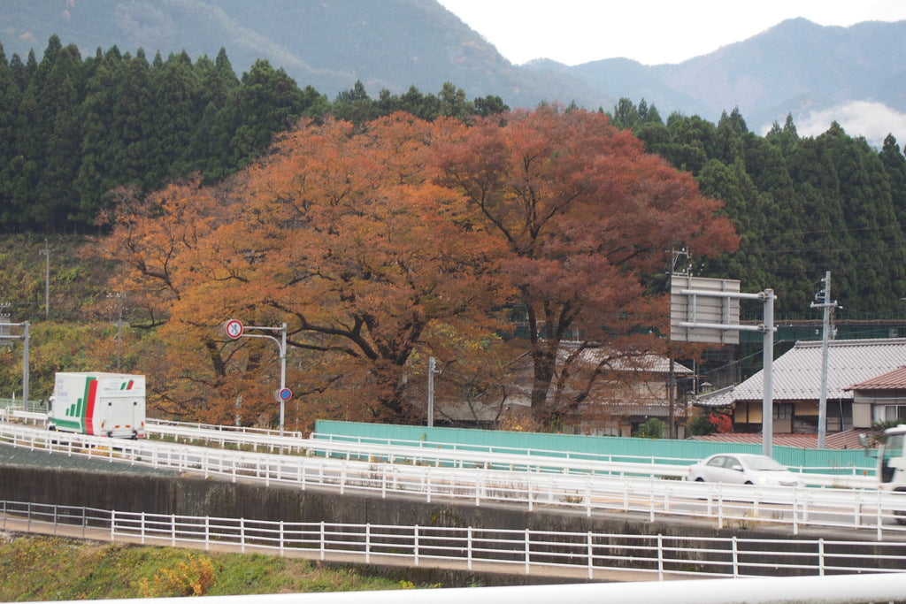 Zelkova &