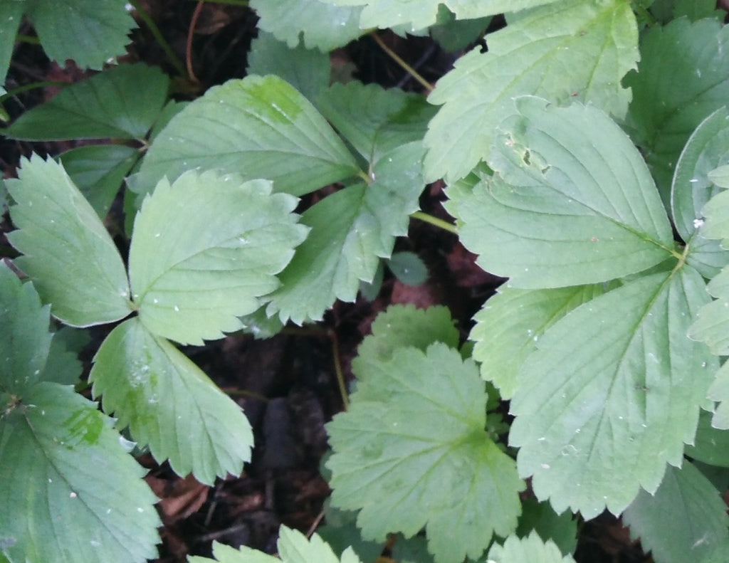 4" Strawberries plant photo