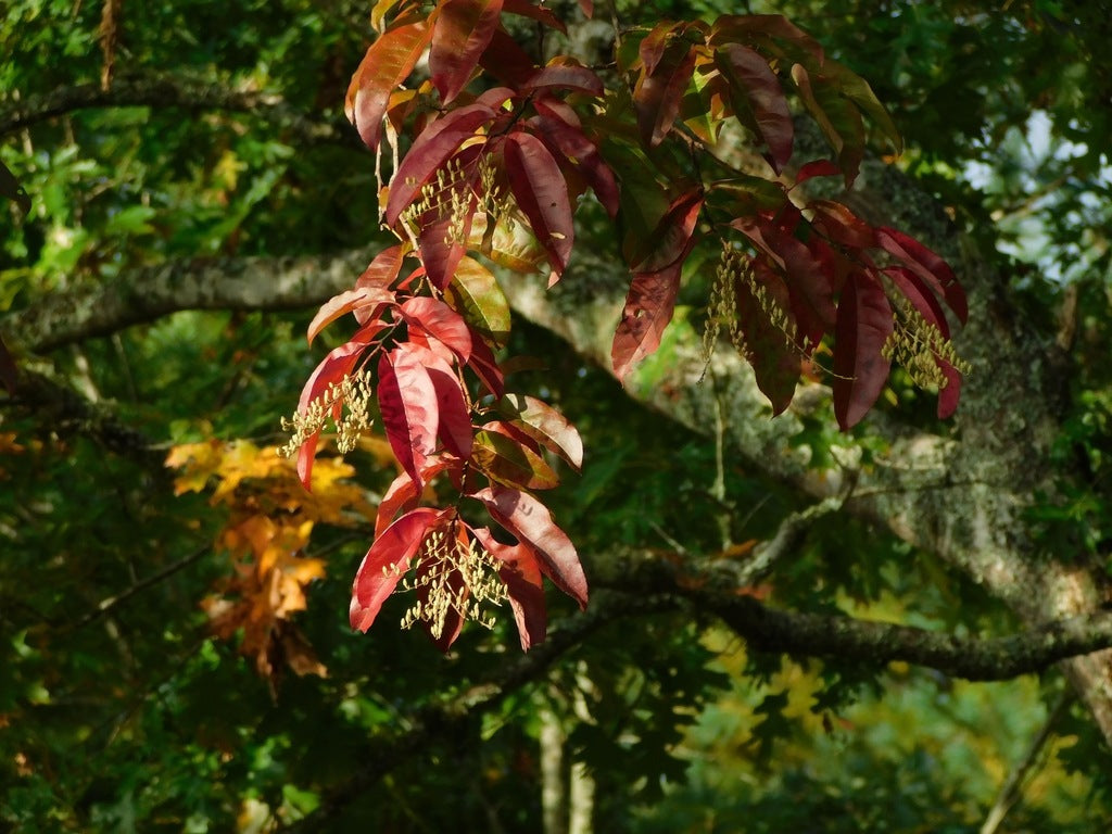 Native Sourwood 