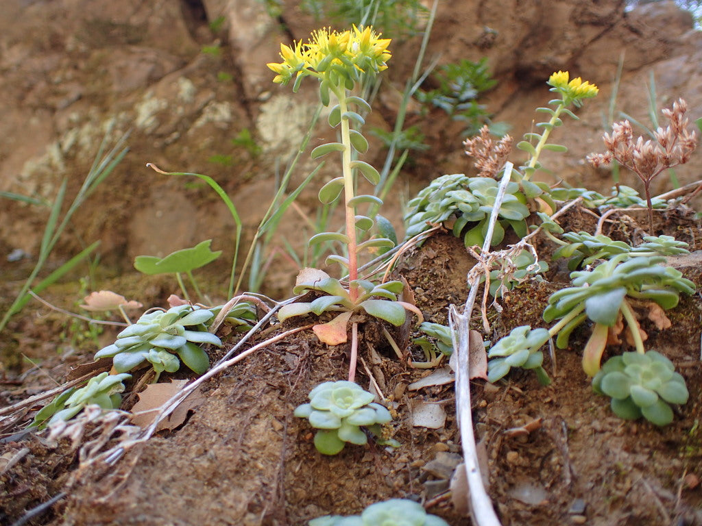 Angelina Sedum 1qt plant photo