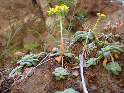 Angelina Sedum 1qt plant photo