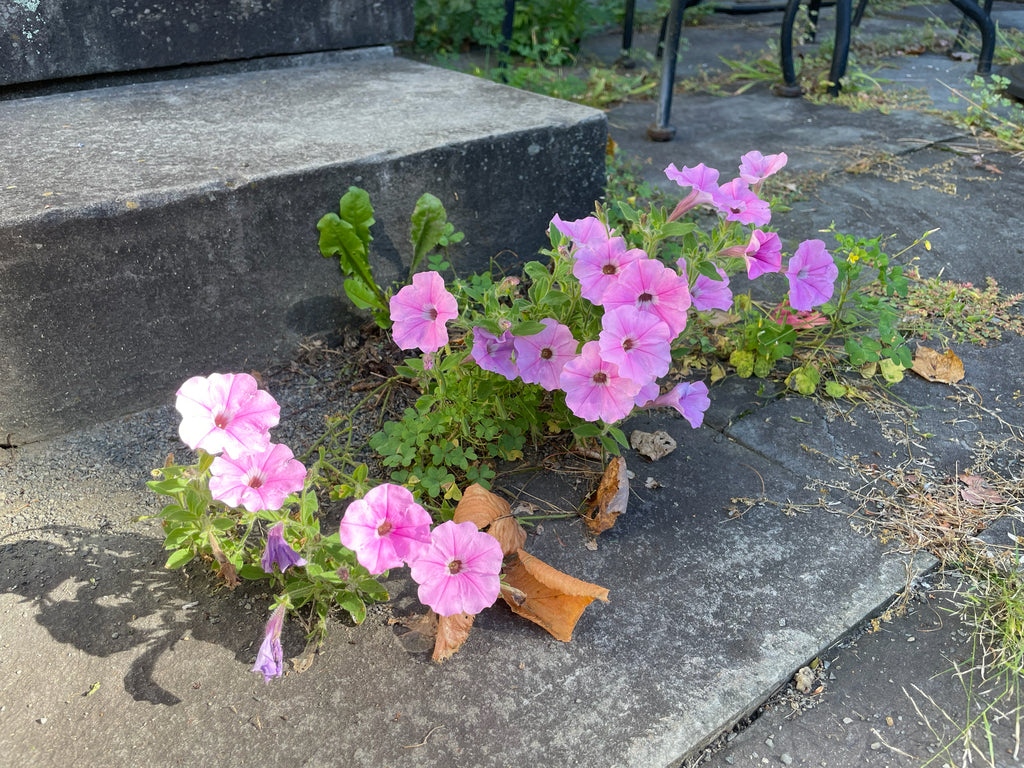 Annual Flowering Flat/36 plant photo