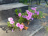 Annual Flowering Flat/36 plant photo