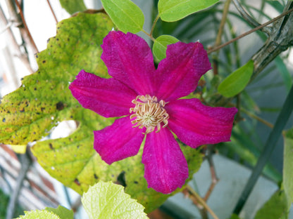 2 GAL Jackmanii Clematis plant photo