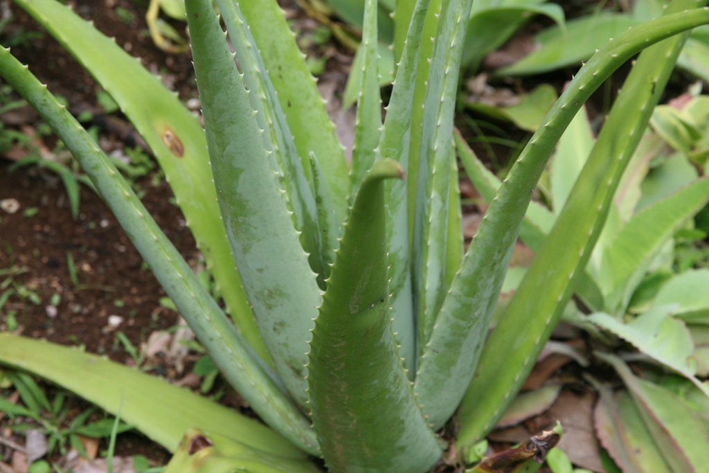 7" Aloe Erik the Red plant photo