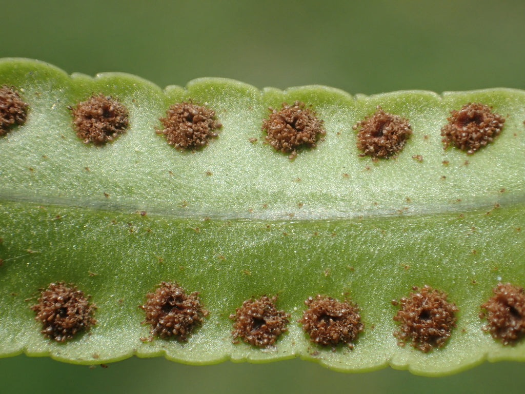 6" Fern Macho plant photo
