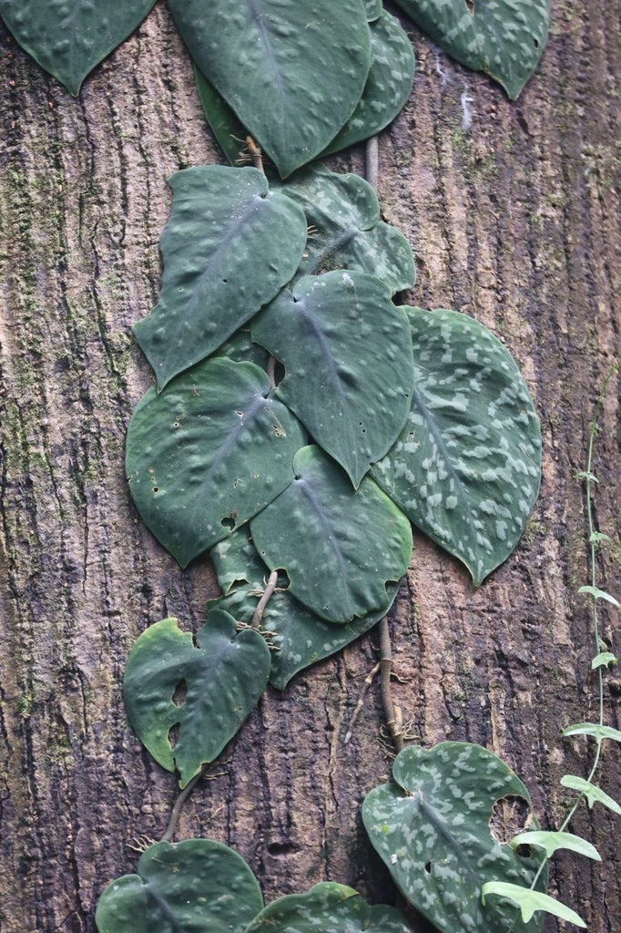 6" Scindapsus Java Platinum plant photo