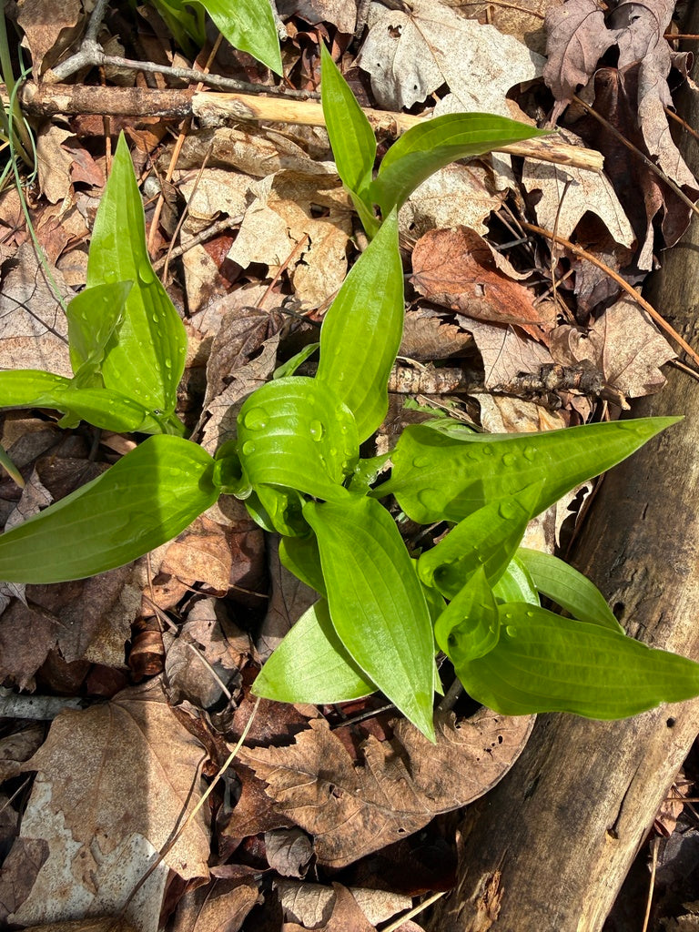 Lakeside Scamp Hosta 1qt plant photo