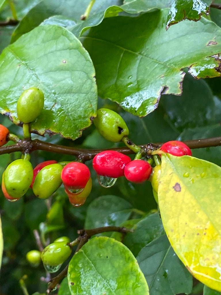 Native Spice Bush 