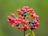 Viburnum &